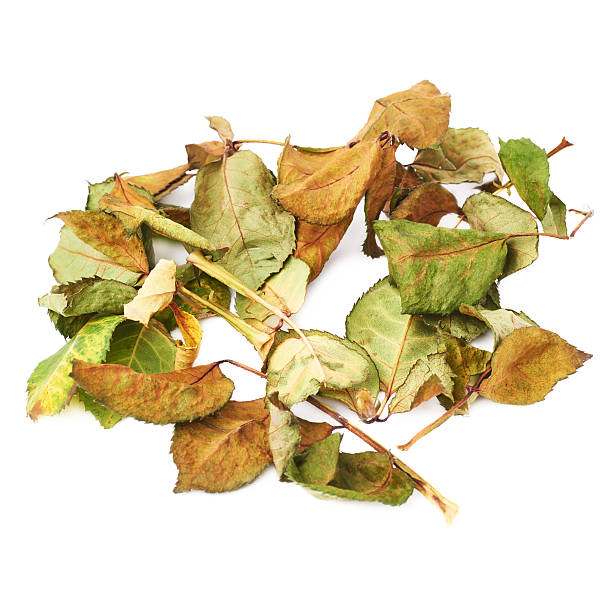 istock White surface covered with dried rose leaves as an abstract 625268796