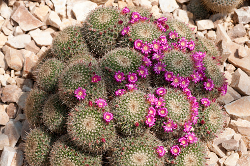 Pincushion cactus Mammillaria varieaculeata