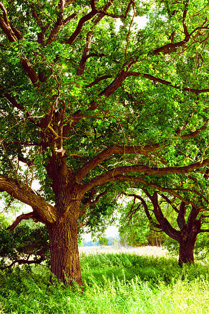 istock oak   in sunlight in the morning 625269062