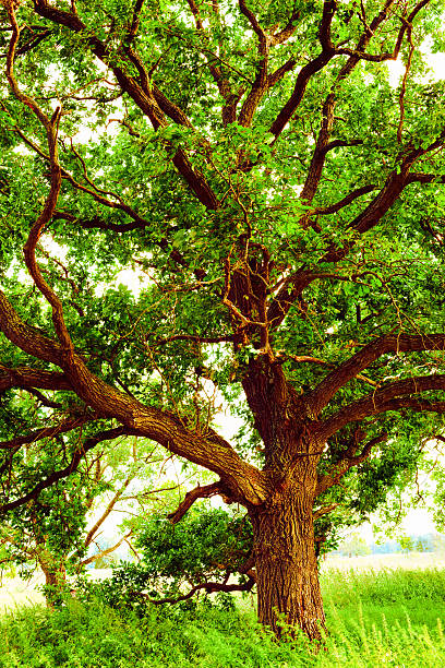 istock oak   in sunlight in the morning 625269684