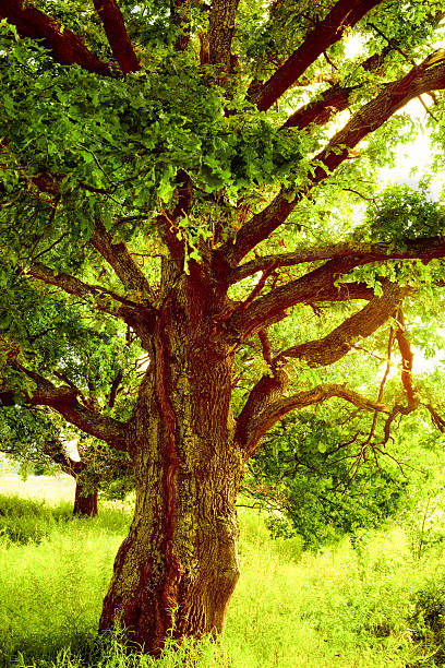 istock oak   in sunlight in the morning 625270084