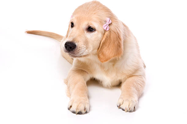 istock Beige puppy Labrador (isolated on white) 625270476