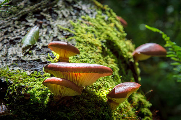 istock Fungus growing in the forest  in Japan - Stock image 625270514