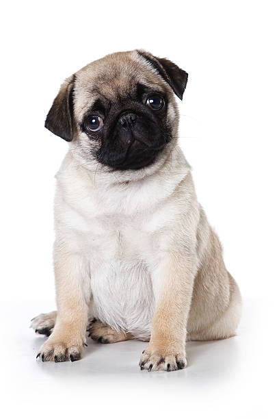 istock pug puppy dog looking at the camera (isolated) 625270578