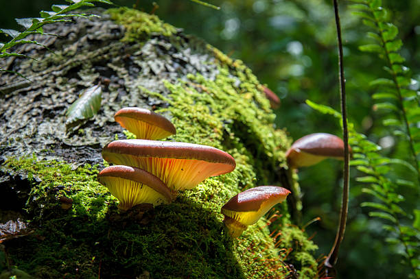 istock Fungus growing in the forest  in Japan - Stock image 625270624