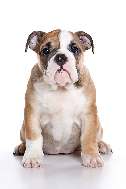 istock Funny bulldog puppy (isolated on white) 625271200
