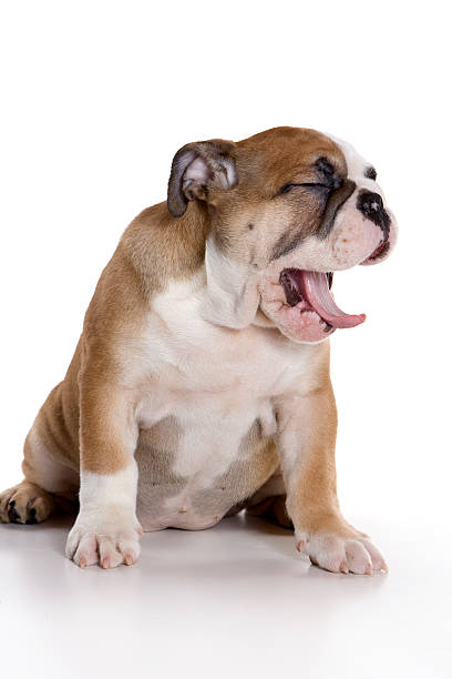 istock Funny bulldog puppy (isolated on white) 625271228