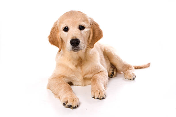 istock Beige puppy Labrador (isolated on white) 625271666