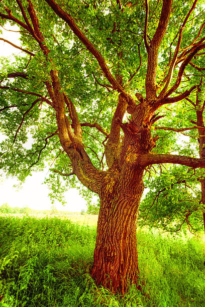 istock oak   in sunlight in the morning 625271784
