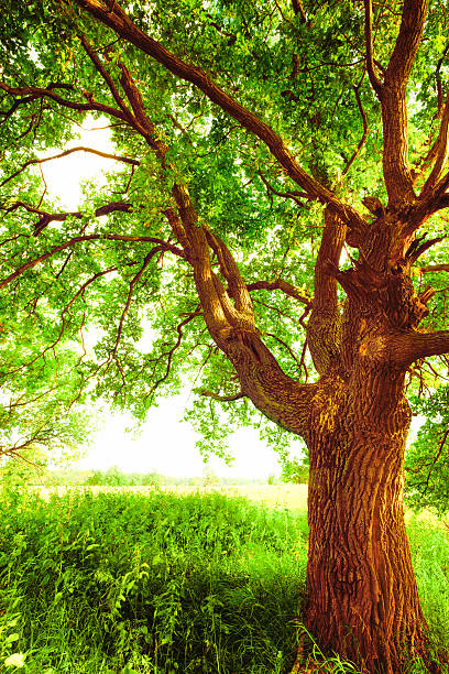 istock oak   in sunlight in the morning 625271976