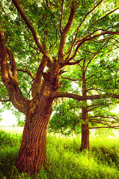 istock oak   in sunlight in the morning 625272370