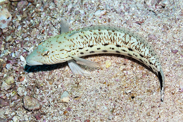 istock Speckled Sandperch Parapercis hexophtalma, Large Male, Lined Cheek, Praslin, Seychelles. 625272476