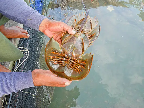 Fisherman holding horseshoe crab. Horseshoe crabs are considered living fossils.