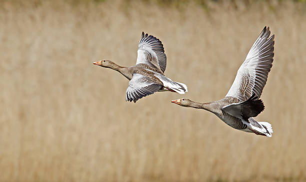 Greylag geese in full flight . Greylag geese in full flight with in the background reeds. greylag goose stock pictures, royalty-free photos & images