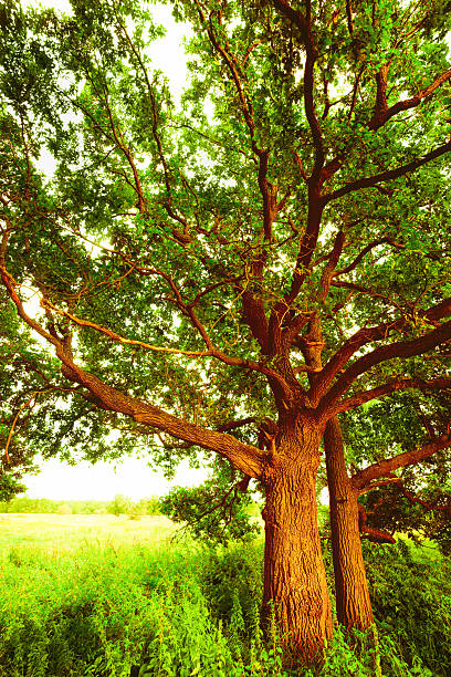 istock oak   in sunlight in the morning 625273378