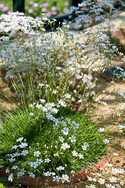 istock Gypsophila imbricata 625279426