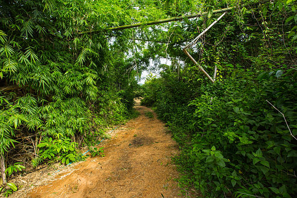 istock The high bamboo both side of the road 625279600