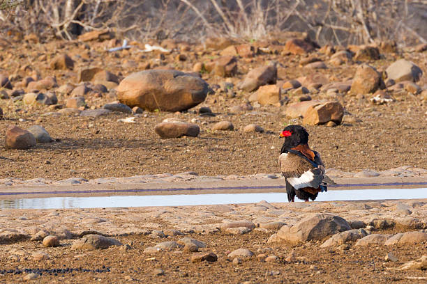 istock Bataleur at the Water Hole 625281082