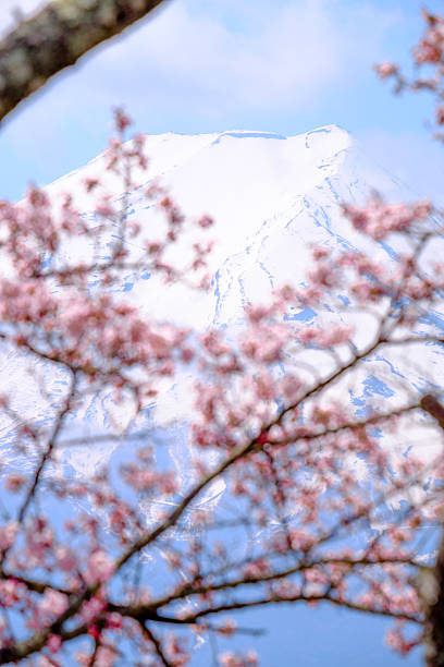 istock Beautiful cherry blossoms with Mount Fuji, japan 625281408