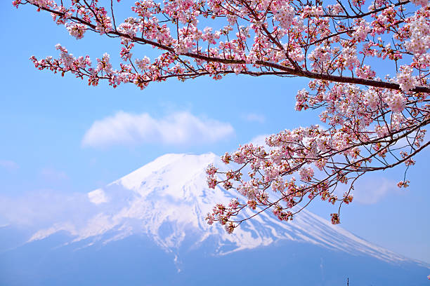 istock Beautiful cherry blossoms with Mount Fuji, japan 625281904