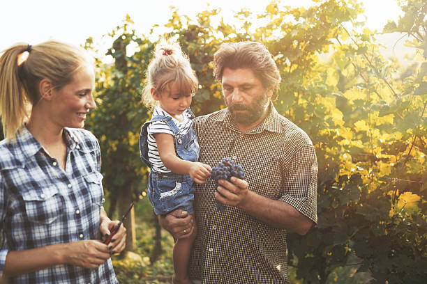 ブドウを調べるワイン生産者 - family grape ストックフォトと画像