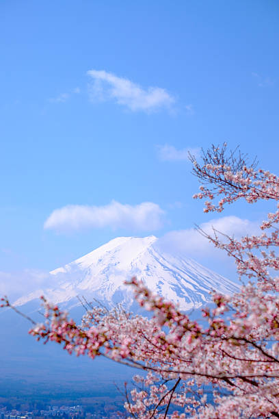 istock Beautiful cherry blossoms with Mount Fuji, japan 625282564