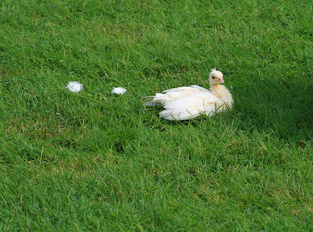 istock Gorgeous White Peacock (Peachick) on Green Grass. 625282714