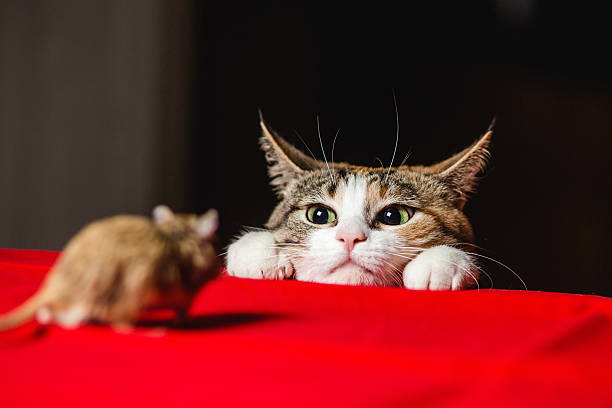 Cat in an ambush on a mouse hunt. Deadlock.