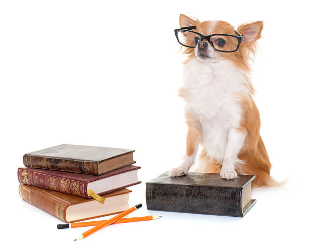 istock chihuahua in school 625283562