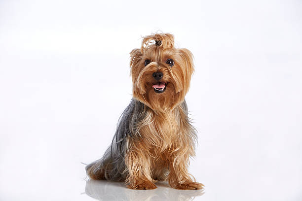 istock Adorable Cinnamon Yorkshire Terrier (Purebred Dog) with Hair Bun Panting 625283658