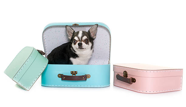 istock cardboard box and chihuahua 625283902