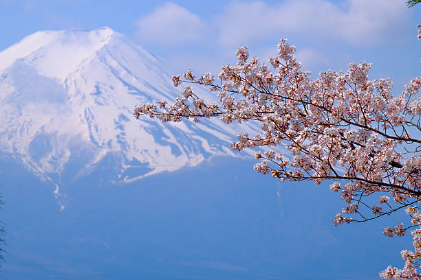 istock Beautiful cherry blossoms with Mount Fuji, japan 625283940