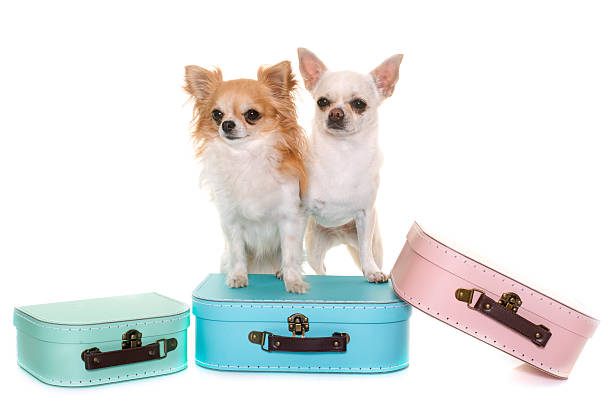 istock cardboard box and chihuahua 625284024