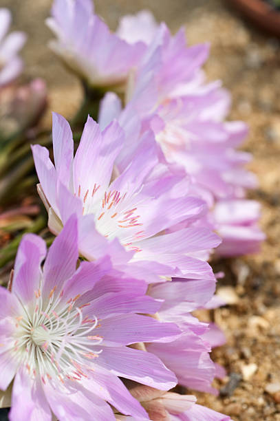 Lewisia rediviva, common name Bitterroot Lewisia rediviva, common name Bitterroot lewisia rediviva stock pictures, royalty-free photos & images