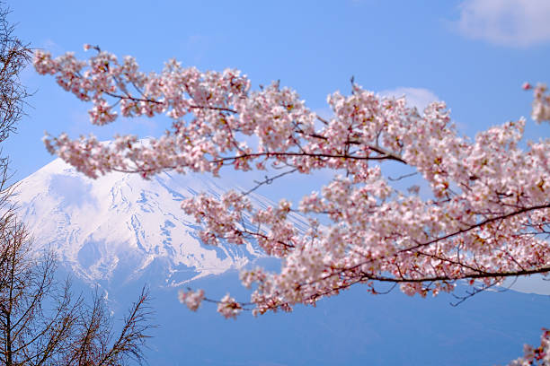 istock Beautiful cherry blossoms with Mount Fuji, japan 625284494