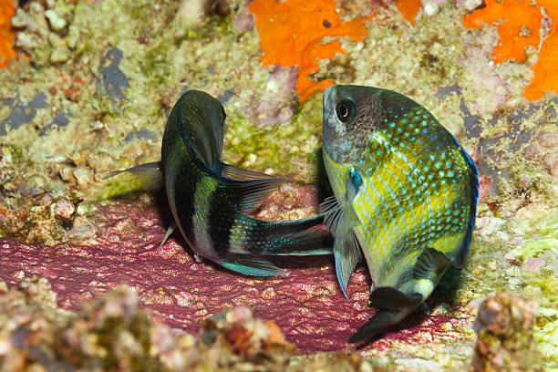 Dancing with Eggs, Spawning Indo-Pacific Sergeants Abudefduf Vaigiensis, Praslin, Seychelles Spawning Indo-Pacific Sergeants Abudefduf Vaigiensis  abudefduf vaigiensis stock pictures, royalty-free photos & images