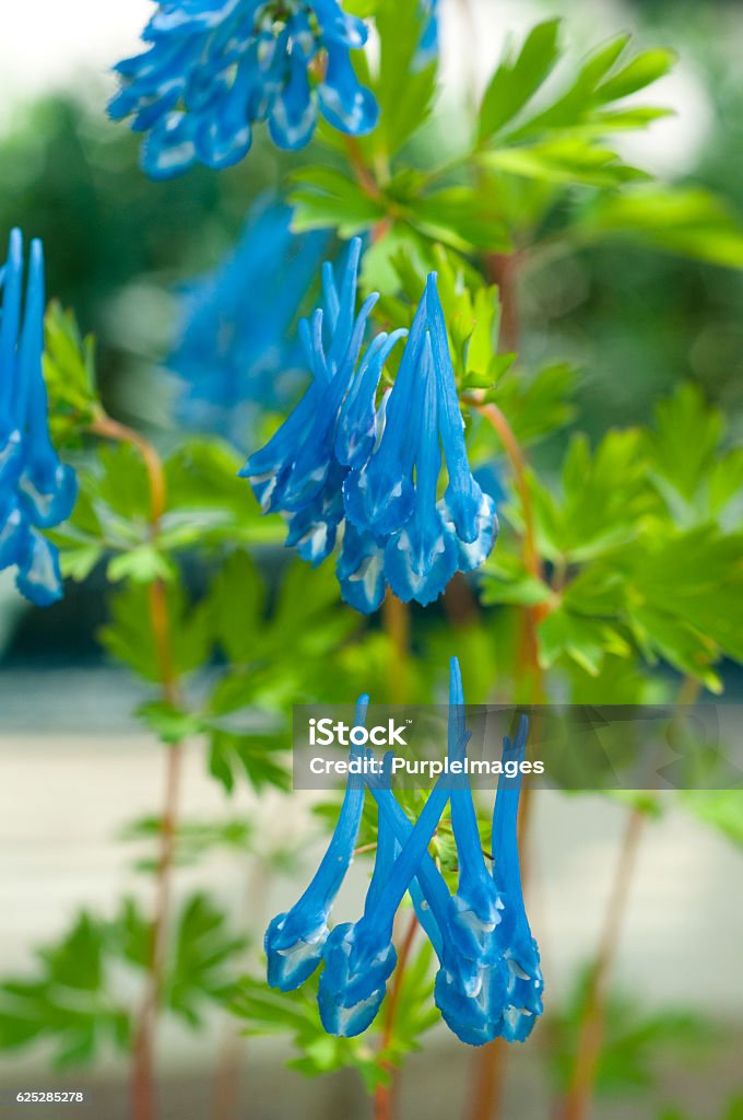 Corydalis 'Craigton Blue' Close-up Stock Photo