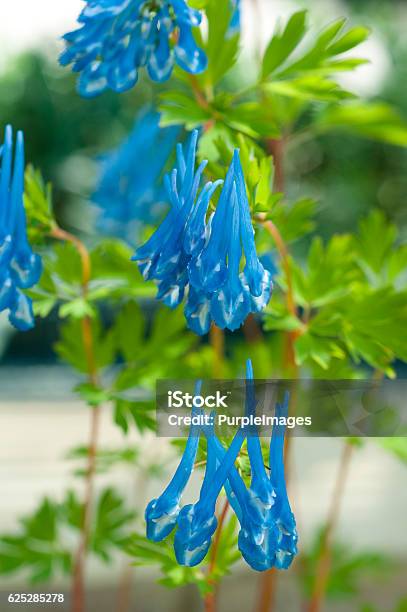 Corydalis Craigton Blue Stock Photo - Download Image Now - Close-up, Corydalis, Flower