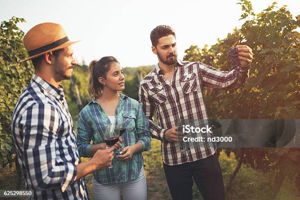 Wine Grower Showing Grapes Stock Photo - Download Image Now - Tourism, Wine, Vineyard