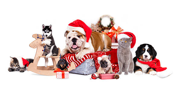 dog and cat and kitens wearing a santa hat