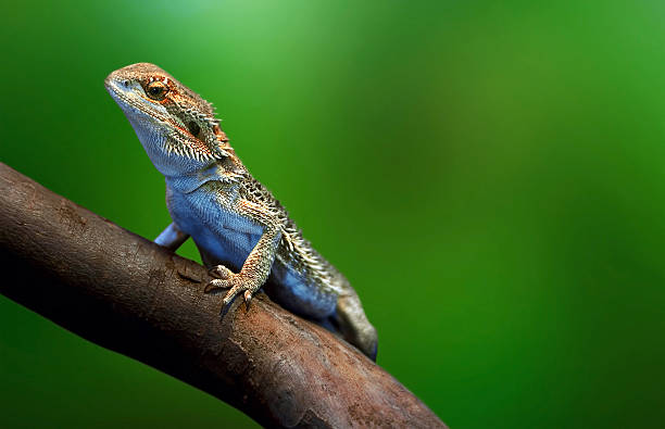 istock Lizard in wildlife sitting on the tree branch 625299146