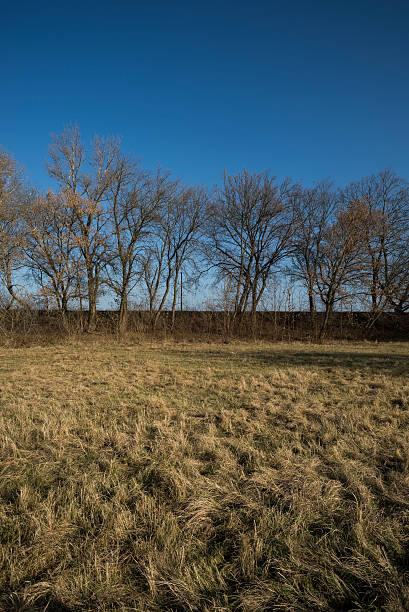 istock Meadow of grass and trees in winter 625299150