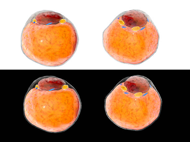 istock Fat Cells from adipose tissue. adipocytes. inside human organism. isolate 625300612
