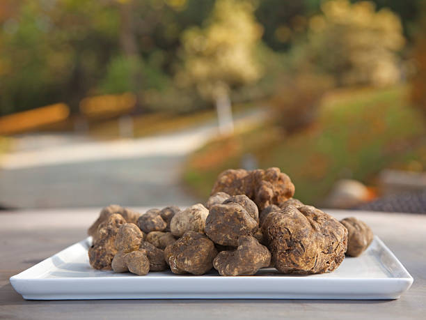 italiano branco trufas - white truffle imagens e fotografias de stock