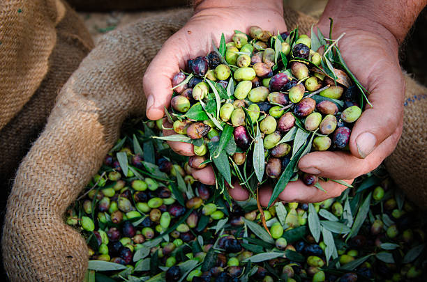 istock Harvested fresh olives in sacks. 625301320