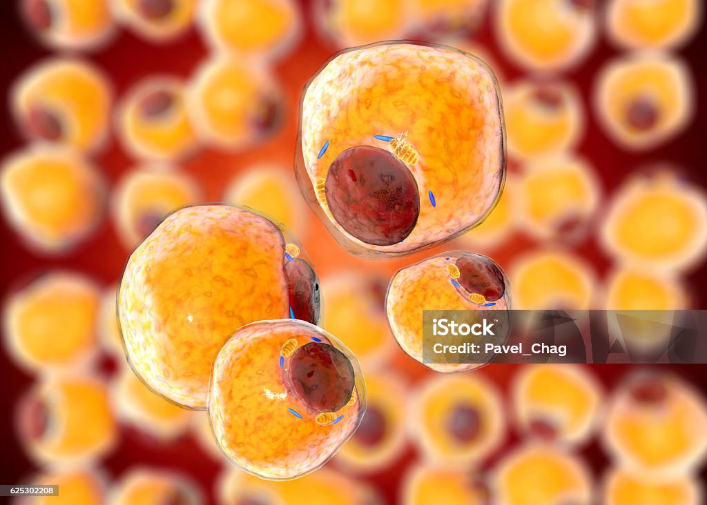 Fat Cells from adipose tissue. adipocytes. inside human organism Fat Cells from adipose tissue. adipocytes. 3d render Adipose Cell Stock Photo