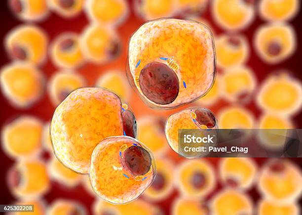 Fat Cells From Adipose Tissue Adipocytes Inside Human Organism Stock Photo - Download Image Now