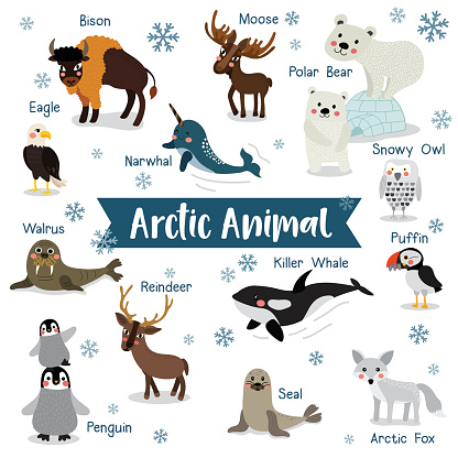 Arctic Animal on white background with animal name vector illustration.