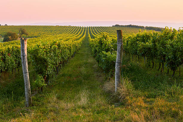 istock Evening view of the vineyards. 625302820