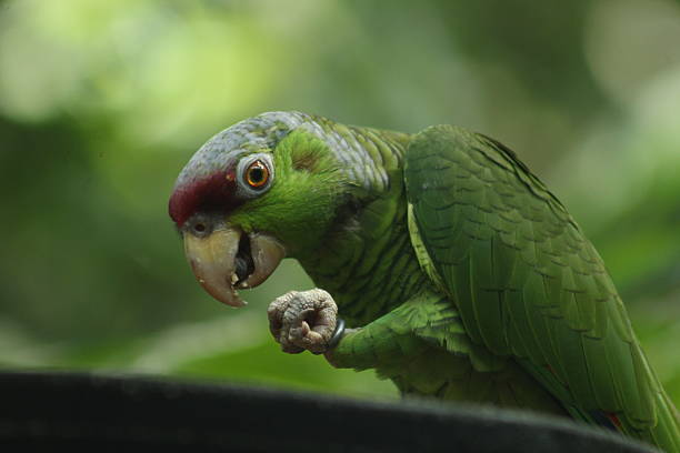 Green parrot looking right with an expressive yellow eye and red crown
